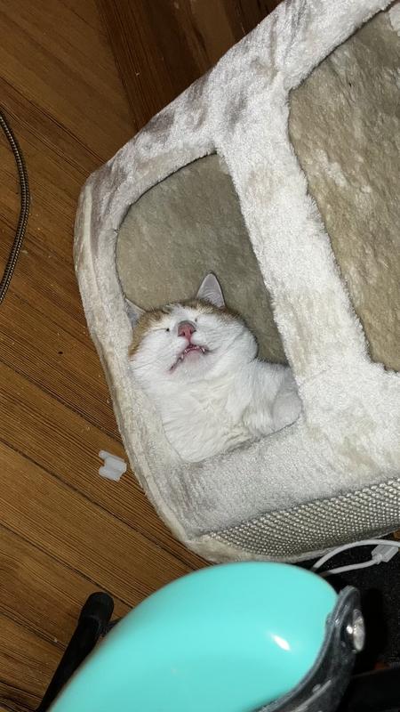 He loves chillin in this while my partner works from home