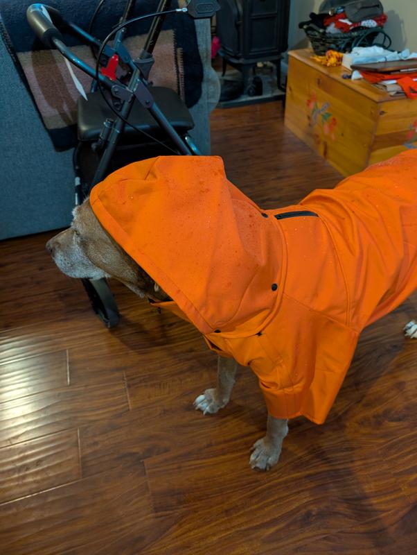 Just in from the rain.