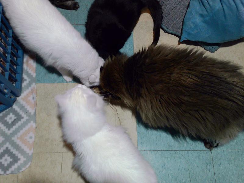 Then Dillon and Houdini tried to edge out Stormy and Miss Kitty.