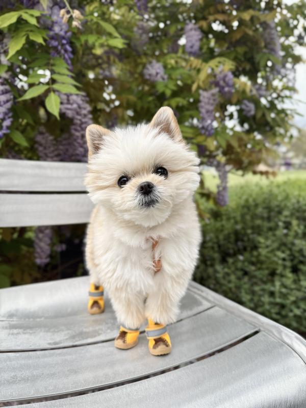 SUNNY TAILS Cloud Lite Waterproof Dog Harness, Espresso Brown