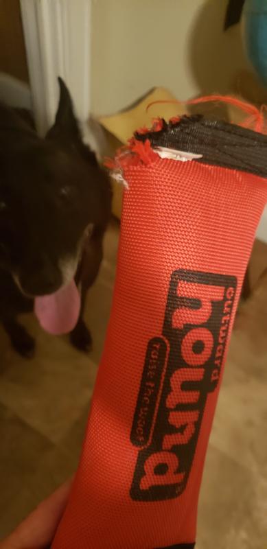 4 Best Fire Hose Dog Toys (30+ Tested & Reviewed) - Dog Lab