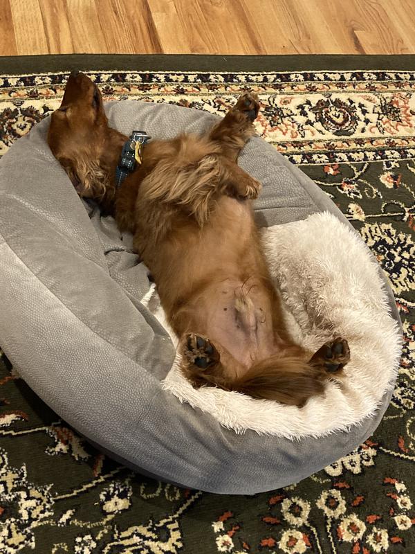Happy and snoozing in his bed!