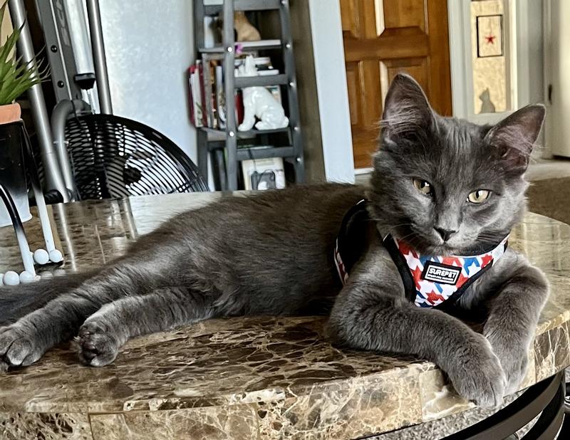 GENTLE GIANTS Natural NonGMO Salmon GrainFree Cat & Kitten Canned Cat Food, 3oz, case of 24