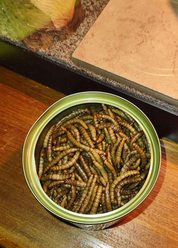 Chewy mealworms hotsell