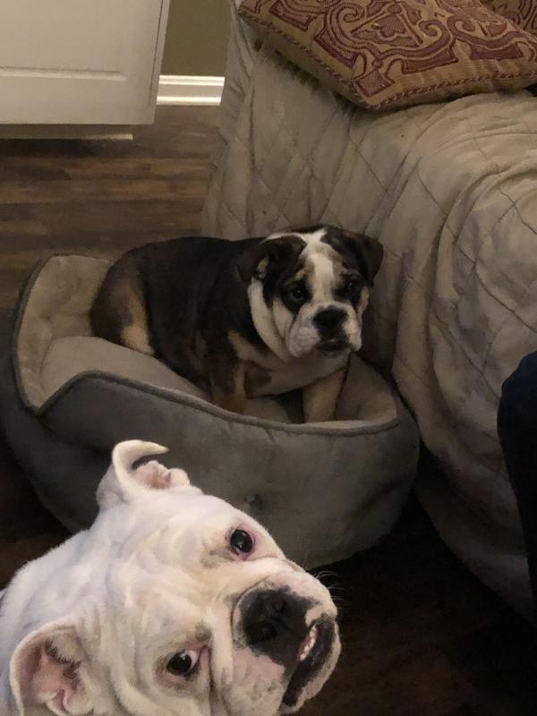 the minute the bag is rattled.