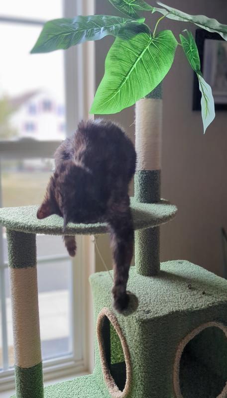 Senior kitty enjoying the amenities