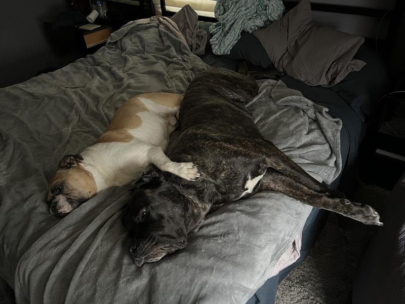 Murray & Lilly dreaming about Dogswell Treats!