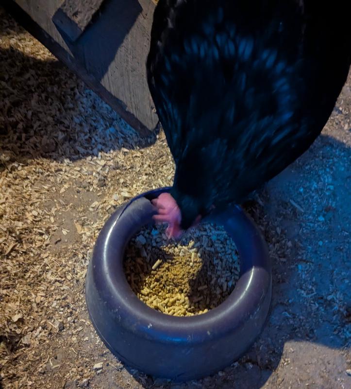 Clove checks out the crumbles