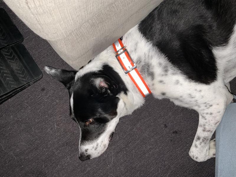 65 lbs. Heeler mix. Collar is on the second to last rung. Decent sizing.