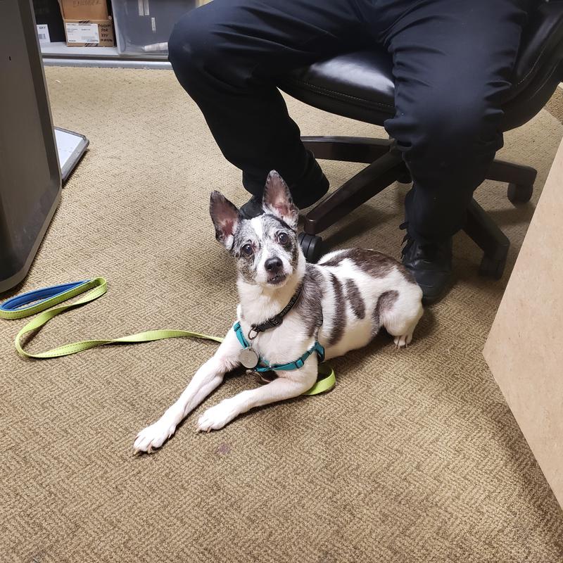 Jax (JRT, nearly 13 years old)