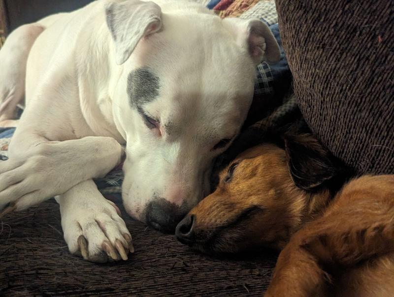 Periwinkle (8) and Teddy (5)