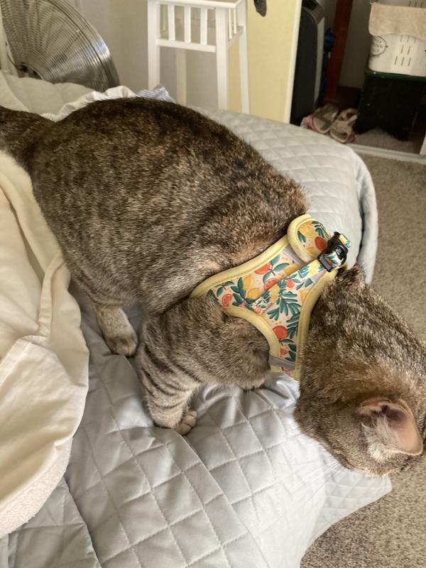 Sassy Woof harness fits snugly on my 9-lb cat.