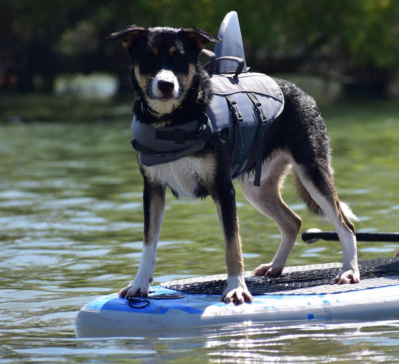 FRISCO Shark Dog Life Jacket, Gray, Small