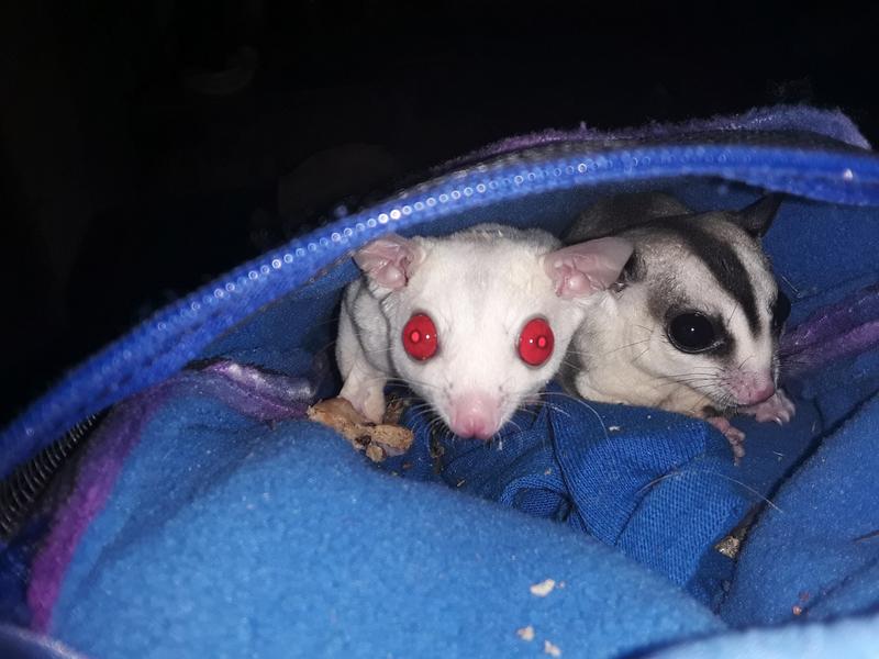 My two little rotten brats