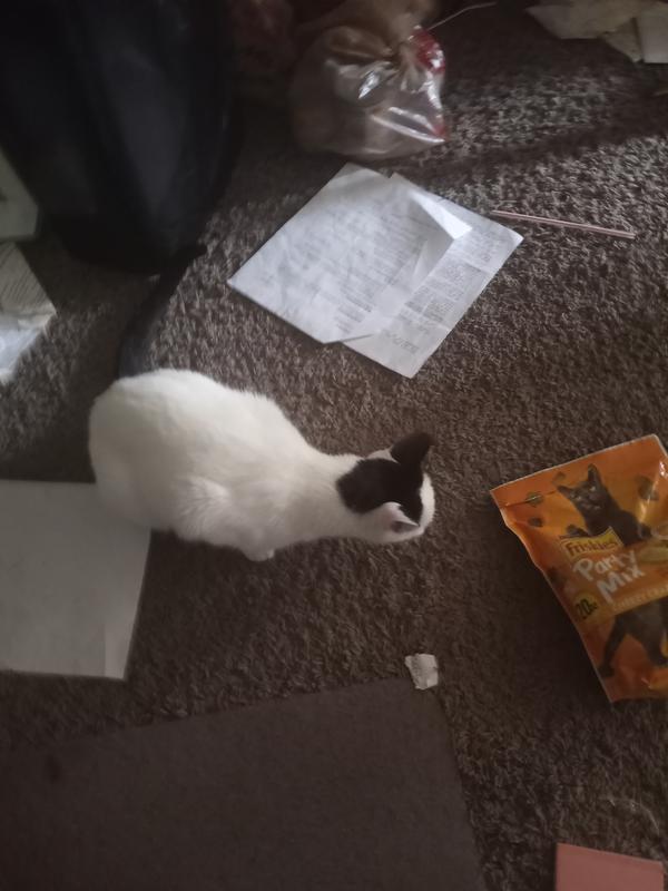 Bailey goes crazy for it