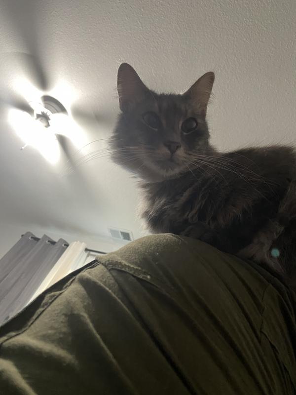 SENTRY Calming Chews Supplement for Cats, 4oz bag