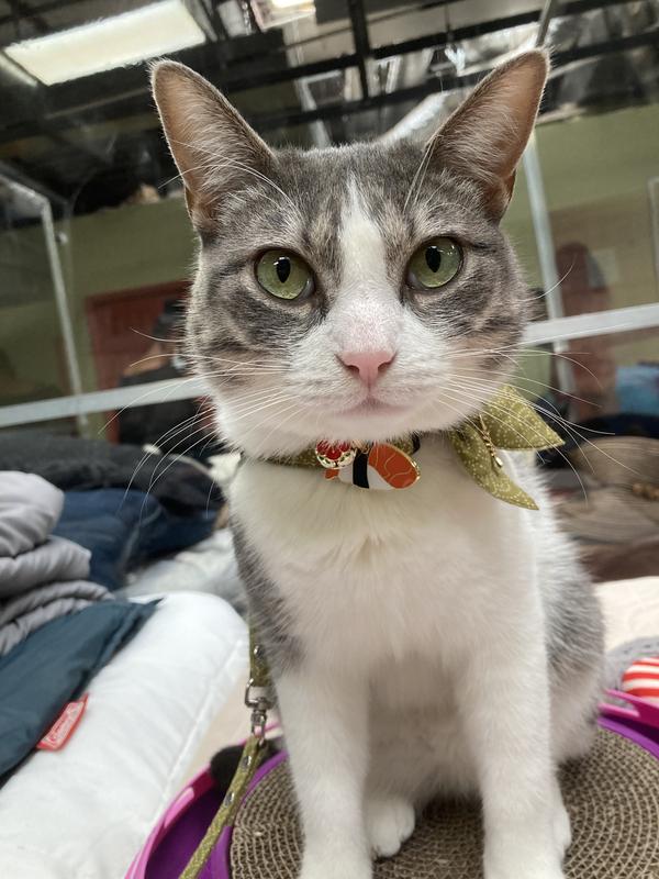 Kitty looks so pretty!