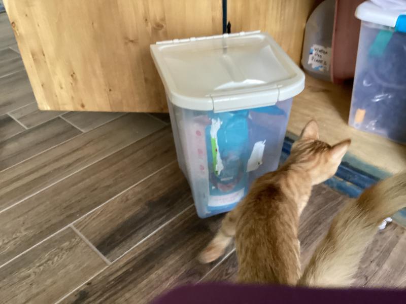 VAN NESS Pet Food Storage Container, 10lb