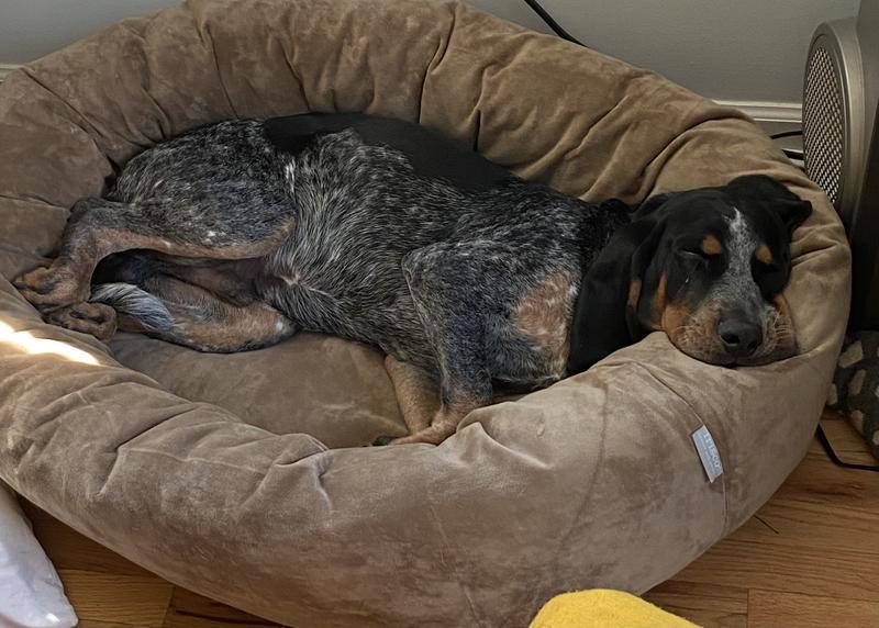 FRISCO Velvet Round Bolster Dog Bed w/Removable Cover, Gray, XLarge