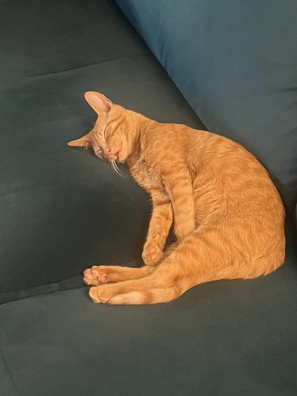 We took Jonesy in injured on the side of the road .  He was only a few weeks old . We have had Jonesy a month.