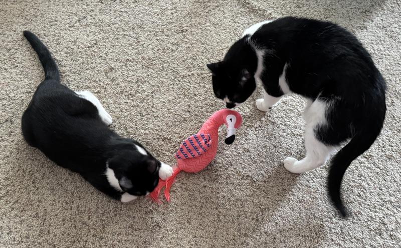 Jake is checking out the flamingo