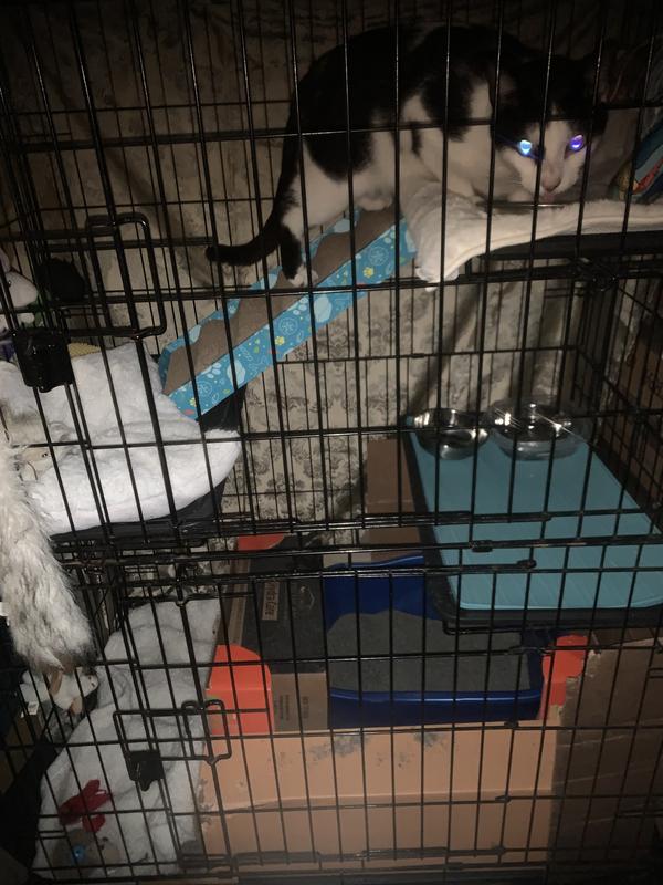 Barbie getting used to her two bedroom one bath cat b and b beachside "cage""