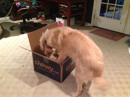 Ellie inspecting our latest Chewy delivery!