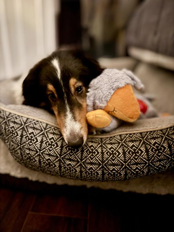 Rocco loves his sleeping buddy and the heartbeat comforts him