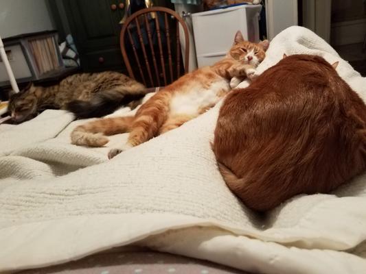 Three of the 11 kitties sleeping on my.bed