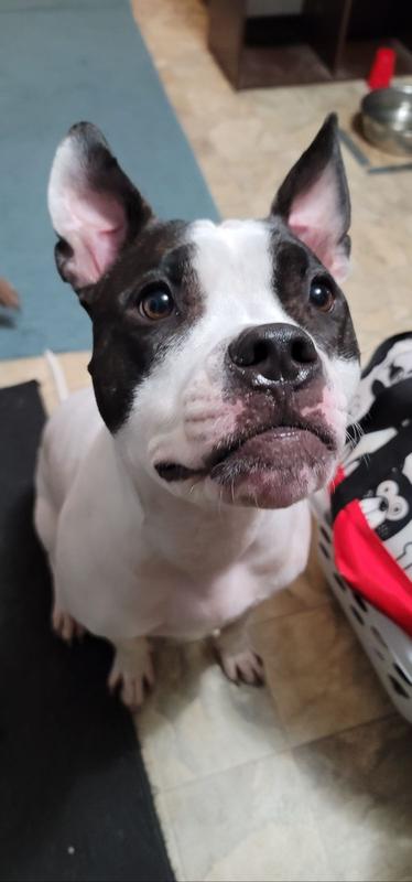 He is never more focused than when I have a piece of this in my hand