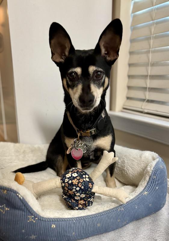 Kimchi with his new baby