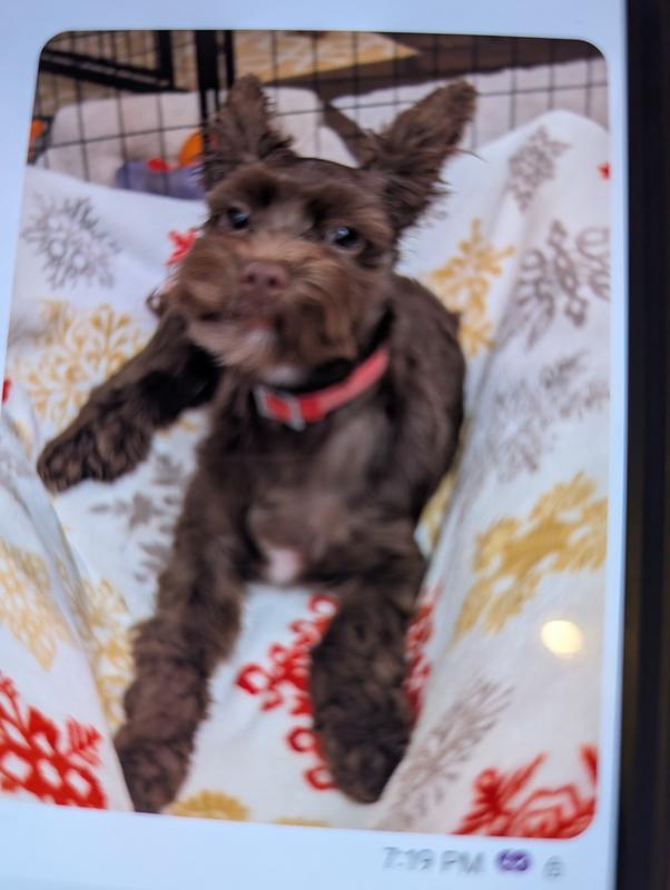 Not not the type of Yorkie I was expecting.