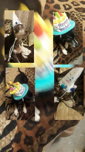 Chachi's Birthday party last month!