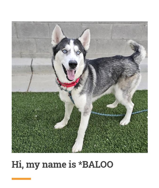 My dogs are all fosters! They have had a traumatic life before coming to me!