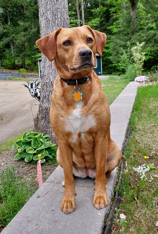 Penny