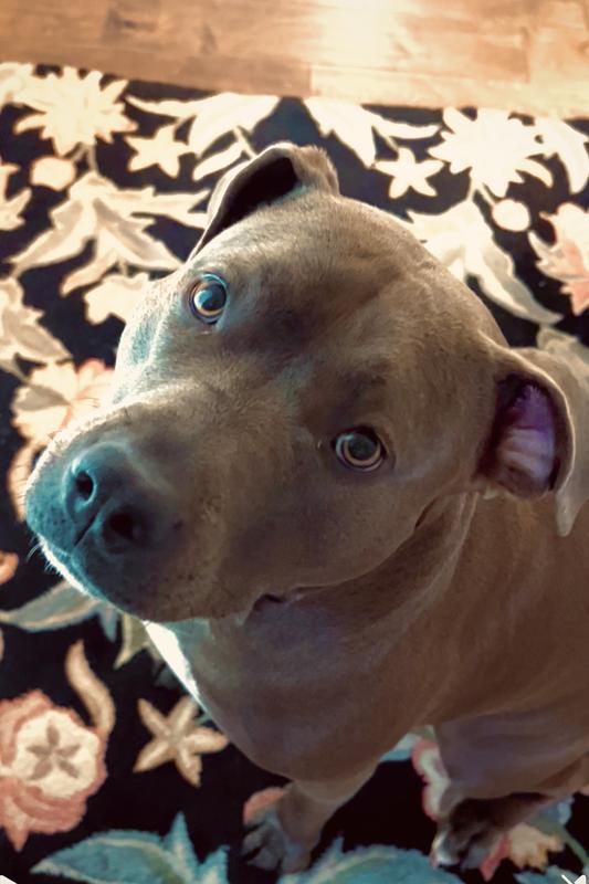 "Thank you for the braided bully stick!"