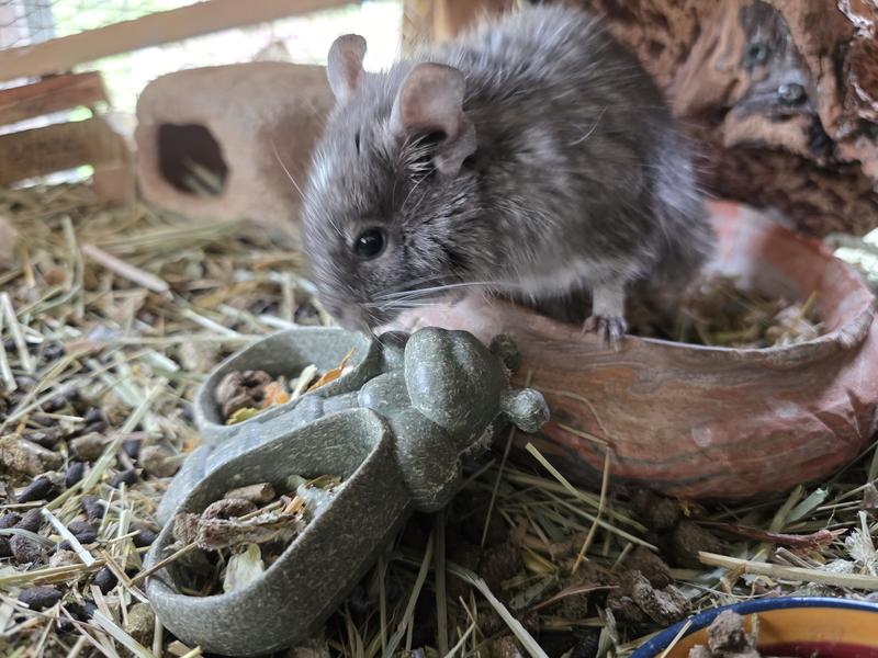 Degu checks it out.