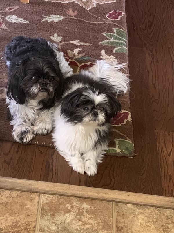 Brutus on left, Freddie on Right.  Both at the Rainbow Bridge.