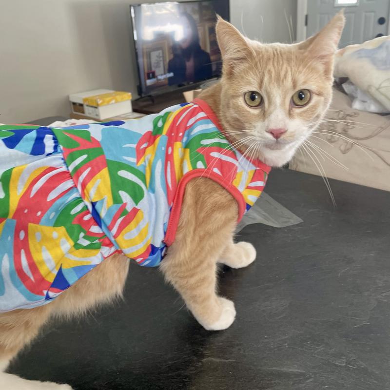 Cat in dress