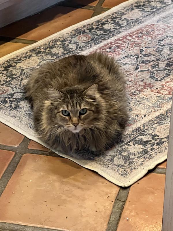 Cats I’ve used the waterless shampoo on.