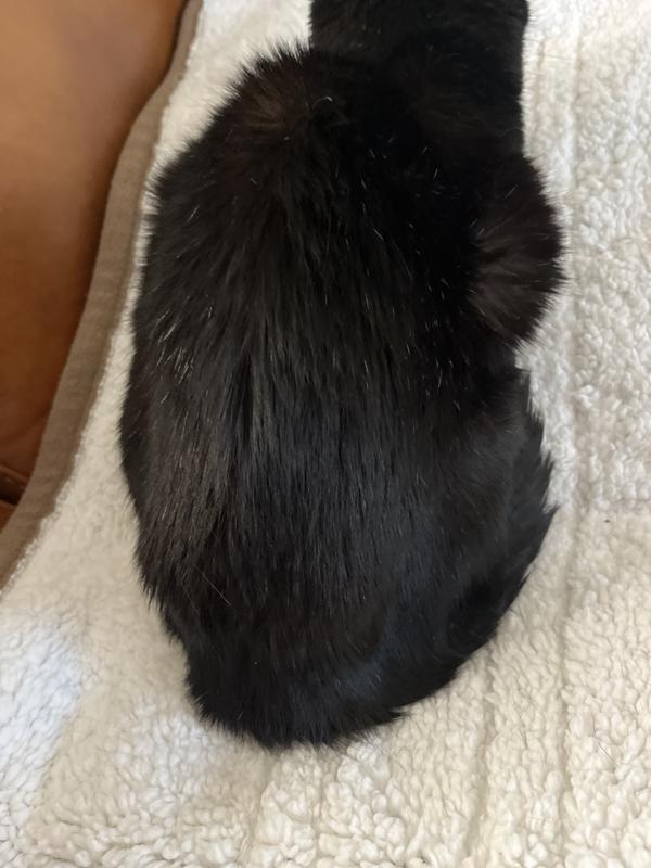 This is a picture of my cat's back - it used to be covered in dandruff but now it is so soft and dandruff free!