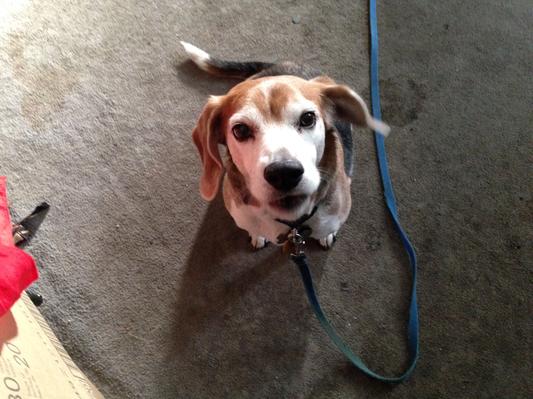 Here's my leash, let's go Daddy- Walk me!
