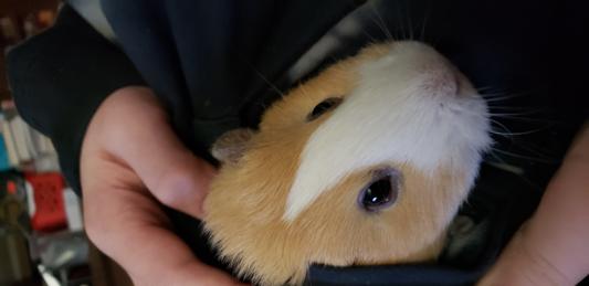 Pumpkin the piggie