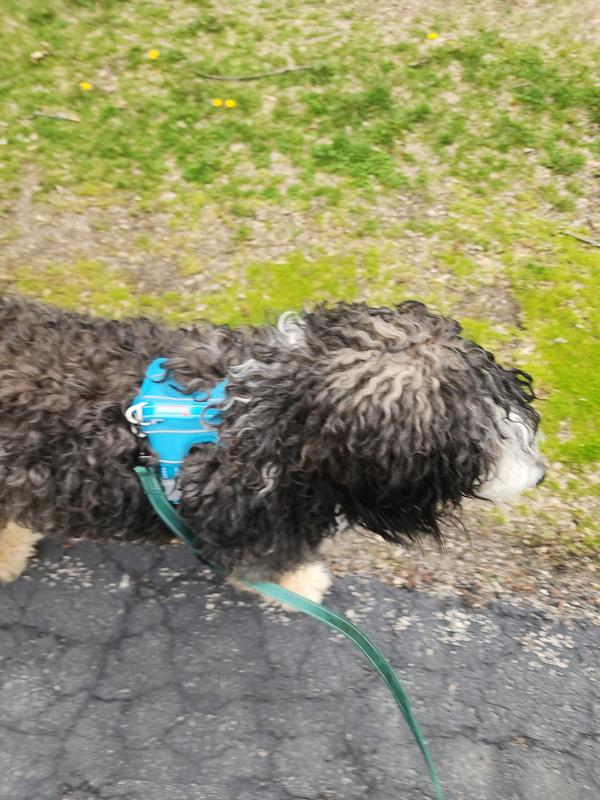 Look how good I walk... I mean, who wouldnt work for those yummy bites!