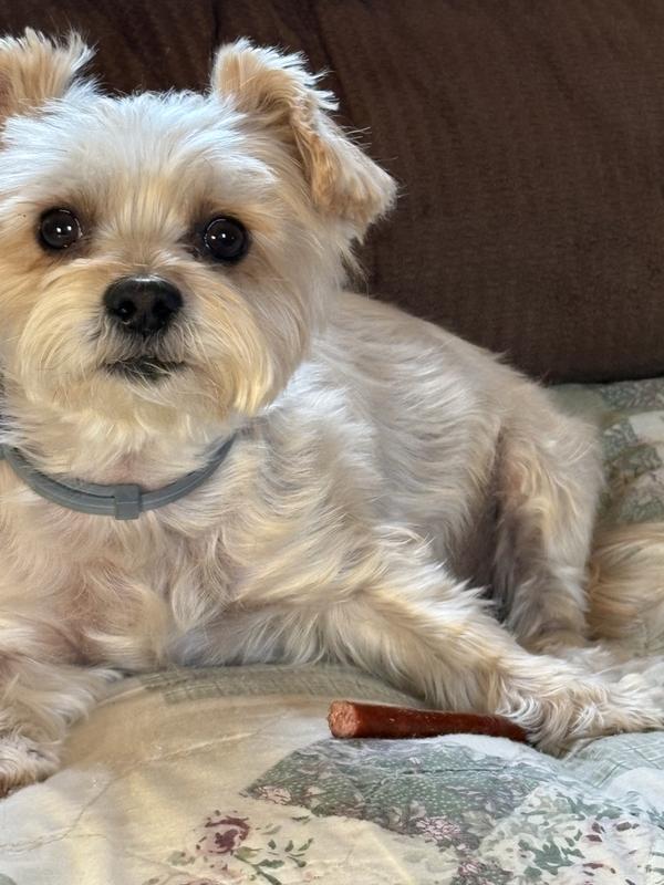 Teddy enjoys your turkey jerky sticks