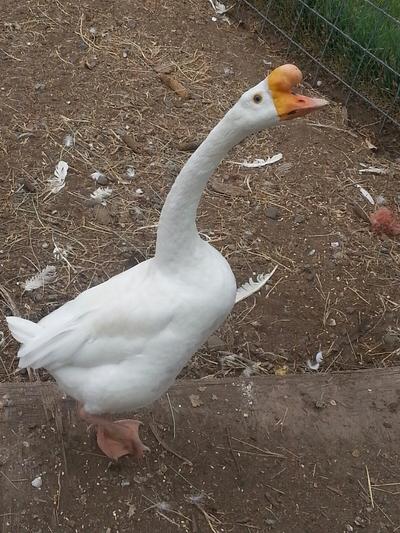 Rupert the goose