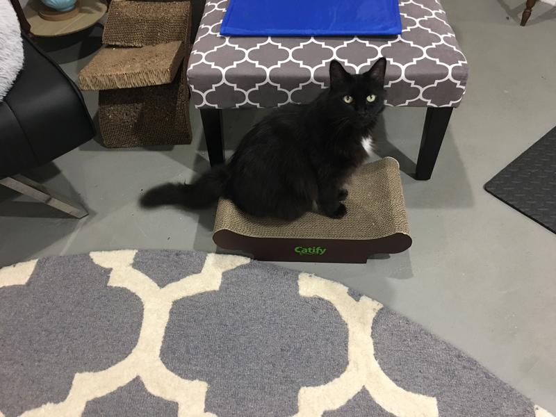 Taj loved this cat scratcher right away