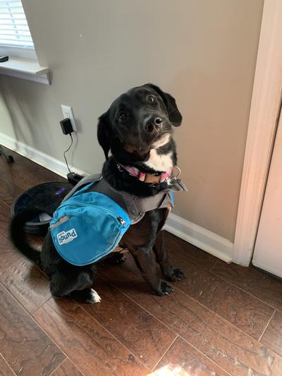 Outward Hound Denver Urban Dog Pack : r/discgolf