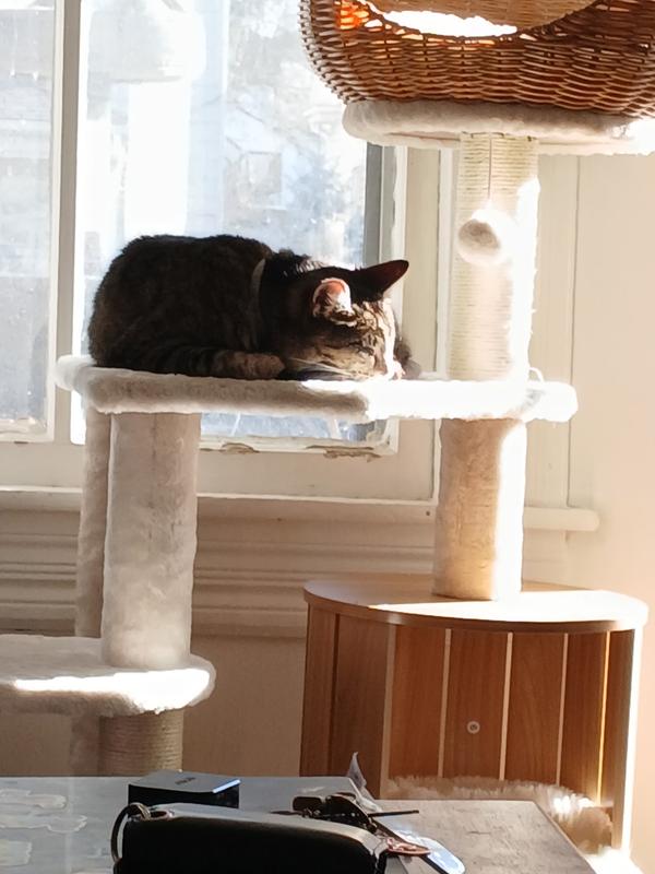 My cat in the cat tree, in the sunshine.