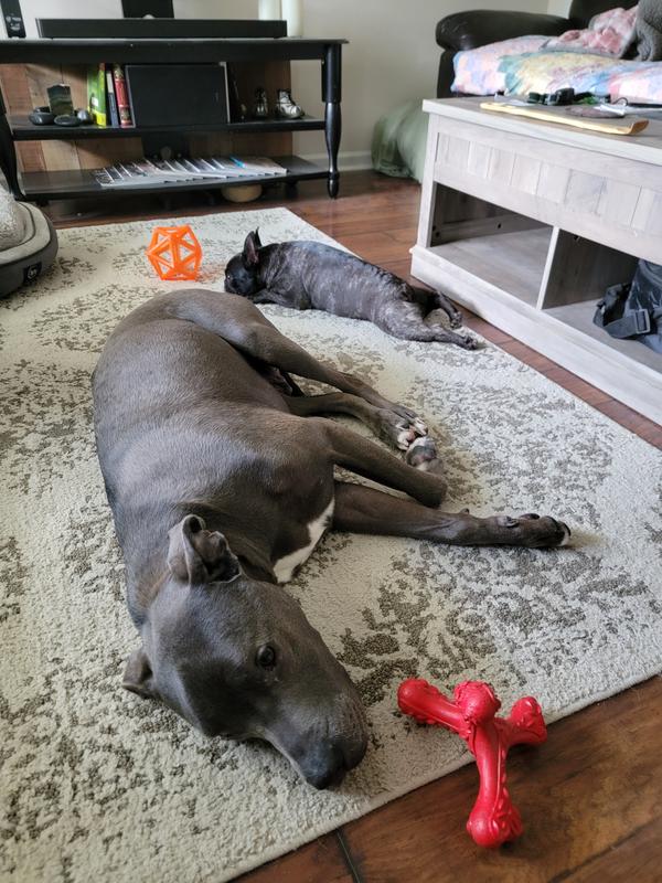 Lazing around before learning of their bath time fate.